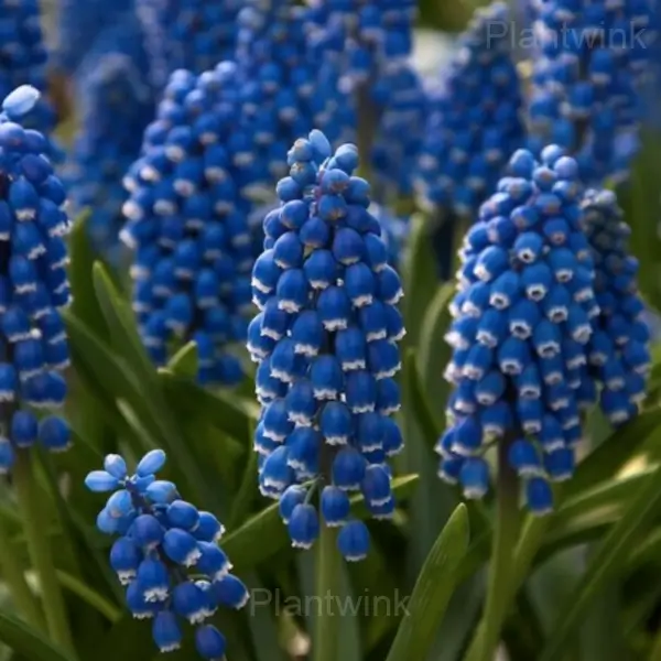 Chilled Hyacinth Bulbs