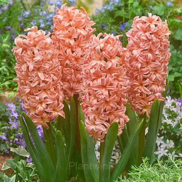 Hyacinth Bulbs