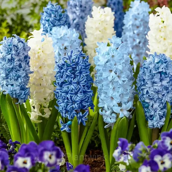 Hyacinth After Bloom