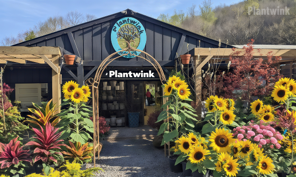 The Plantwink garden shop surrounded by sunflowers and colorful foliage